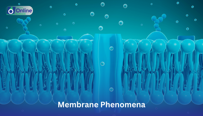 Lesson 11: Graphical Representation of Membrane Phenomena